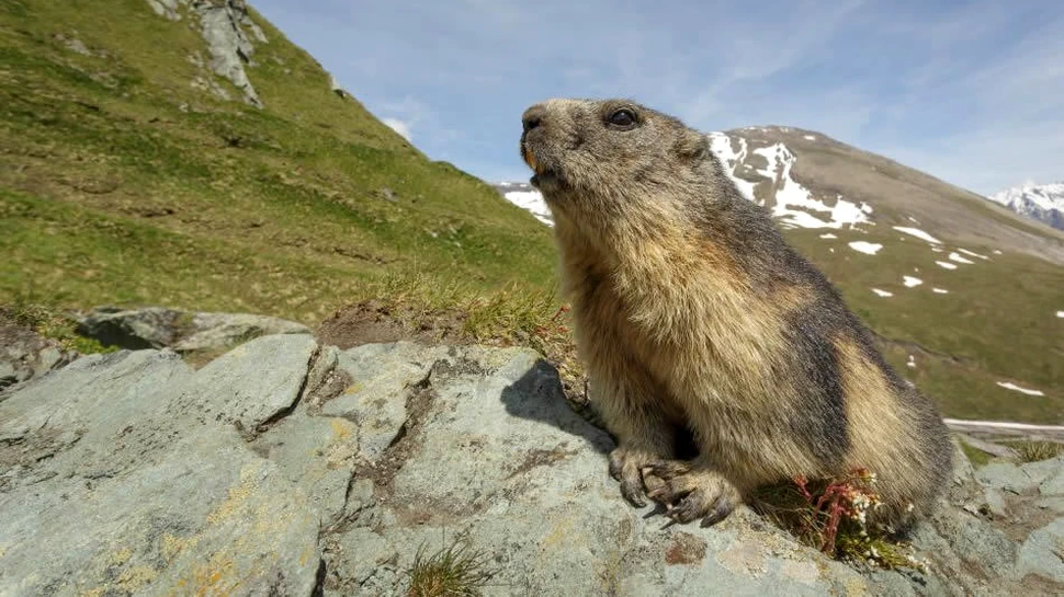 Ce mai fac marmotele din România?