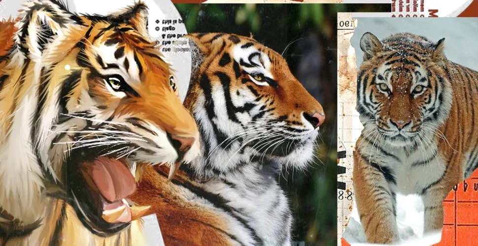 Top 9 subspecii de tigru de pe Terra. Trei dintre ele au dispărut deja