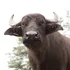 Cum s-au schimbat animalele după 8.000 de ani de activități umane?