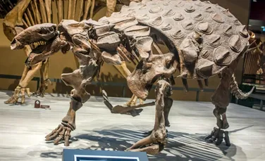 Unde ar putea fi îngropați primii dinozauri de pe Pământ?
