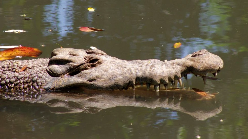 O nouă specie de crocodil a fost identificată. Specimenele adulte măsoară trei metri în lungime