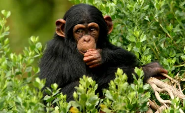 Cimpanzeii au capacitatea mentală de a găti – VIDEO