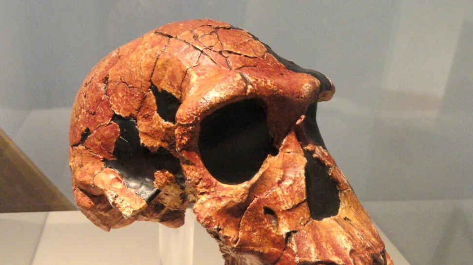 Un schelet, vechi de 2 milioane de ani, reprezintă un hibrid uimitor între maimuță și om