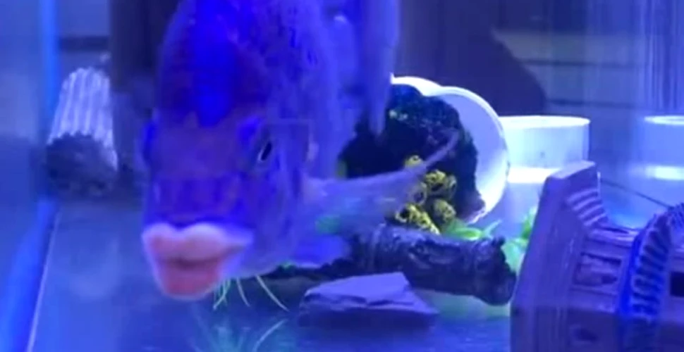 Cine este ”Domnul Buze Sărutabile”, peştele dintr-un videoclip viral
