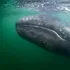 Schimbările climatice micșorează balenele cenușii din Pacific