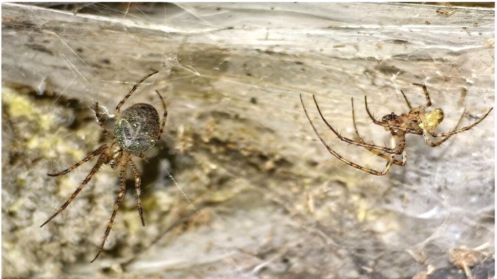 Cea-mai-mare-panza-de-paianjen_Urak-et-a