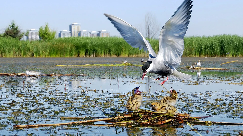 Fotografia zilei – Delta Bucureştiului