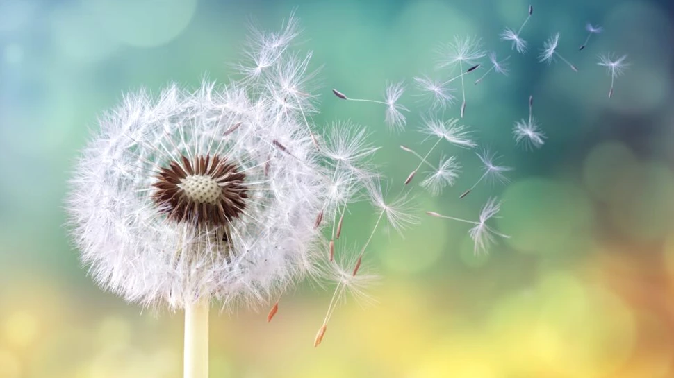 Iată 5 dintre cele mai comune alergii sezoniere