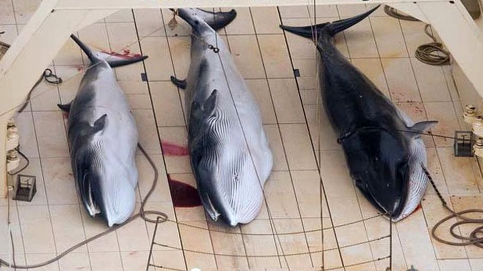 Decizie scandaloasă luată de Japonia. Se reîncepe vânătoarea de balene ”de dragul ştiinţei”.  VIDEO