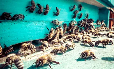 Roiurile de albine se dezvoltă mult mai rapid în oraşe decât în zonele agricole