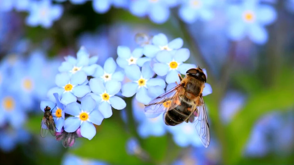 Cum putem salva albinele? Cercetătorii, îngrijorați de „apocalipsa insectelor”