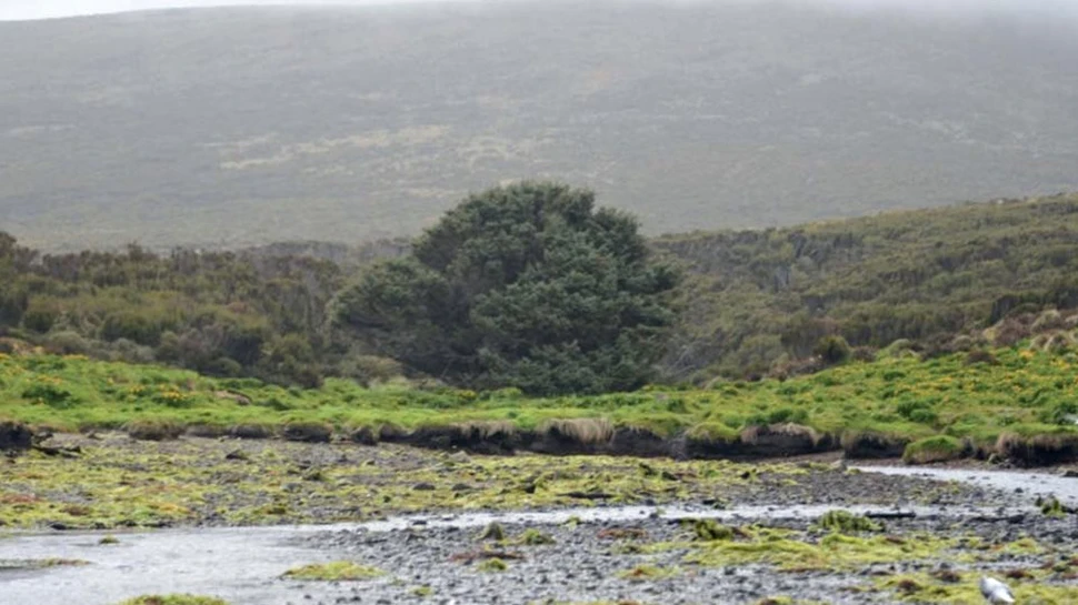 Cel mai singuratic arbore din lume înregistrează deteriorarea naturii şi totodată decăderea omenirii