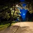 Cum afectează luminile stradale plantele din orașe?
