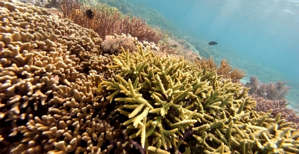 Recifele de corali vor dispărea din cauza acidificării oceanelor