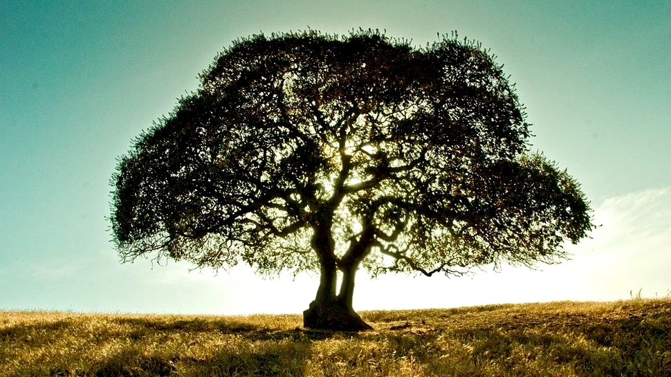 Structura complexă a unui arbore vechi de peste 300 de milioane de ani îi uimeşte pe cercetători