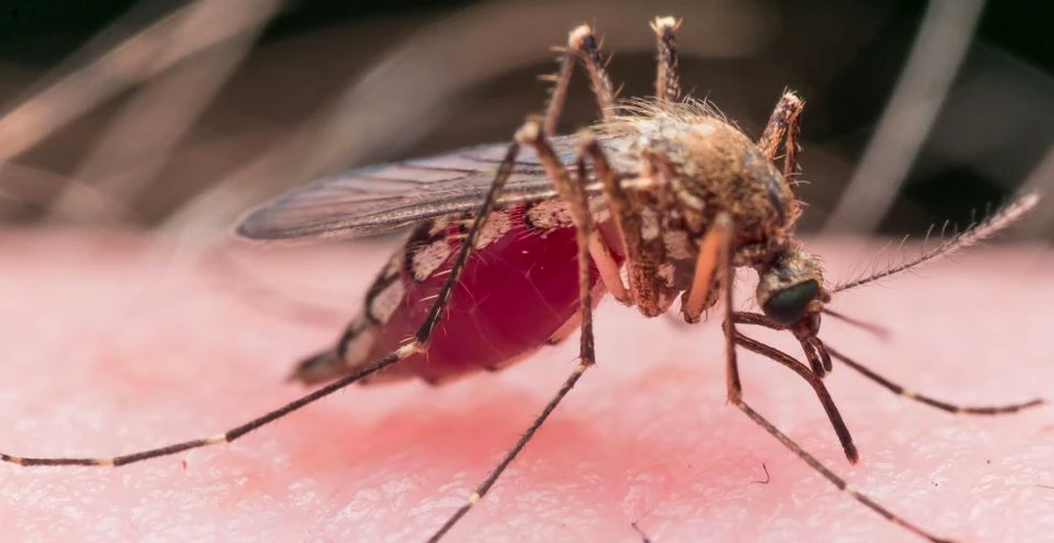 Problema insectelor dăunătoare poate fi rezolvată cu instrumentul de editare genetică CRISPR