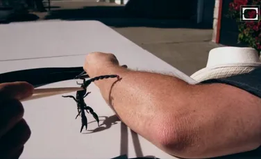 Magnificul atac al unui scorpion, filmat cu încetinitorul (VIDEO)
