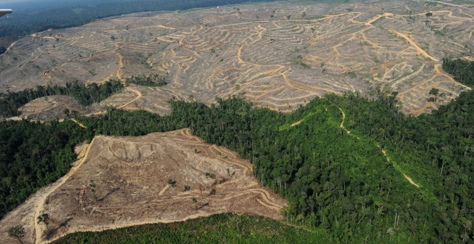 În fiecare minut, Terra pierde 10 hectare de pădure!