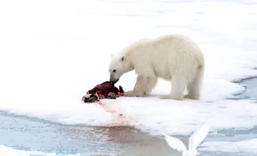 Urşii polari, forţaţi să recurgă la canibalism pentru a supravieţui