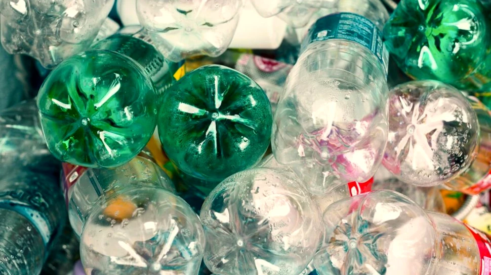 Muștele moarte ar putea fi transformate în plastic biodegradabil