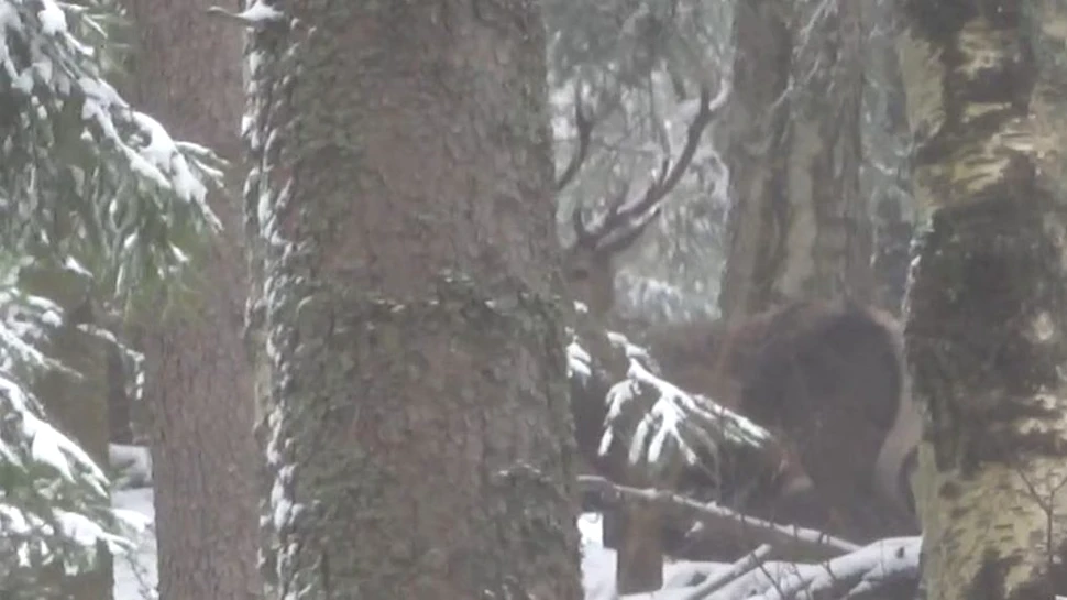 Întâlnire spectaculoasă într-o pădure din Suceava. Cinci cerbi au fost surprinși de pădurari