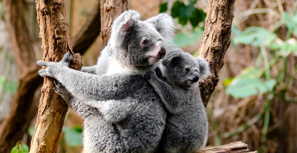 Un tratament cu puține reacții adverse a fost descoperit pentru urșii koala infectați cu Chlamydia