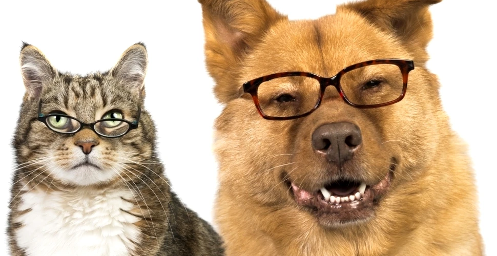 Adevărul despre câini şi pisici: care dintre ei este mai inteligent?
