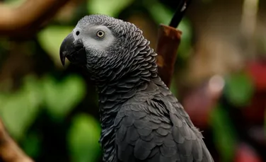 Un papagal popular ”vorbeşte” ca noi, dar braconierii îl pot reduce la tăcere