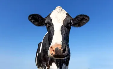 O vacă din Martinica este vedeta unui eveniment internațional