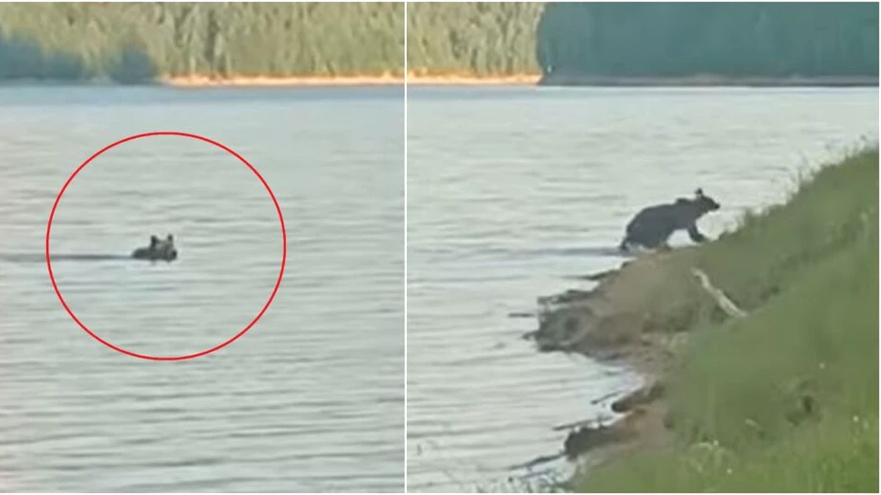 Un urs a fost surprins în timp ce traversa lacul Vidraru. Imagini inedite de la Romsilva