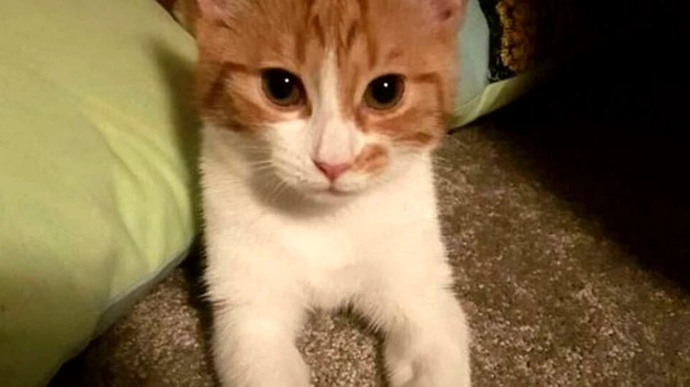 Misterul morţii pisicii premierului neozeelandez Jacinda Ardern, elucidat după aproape doi ani