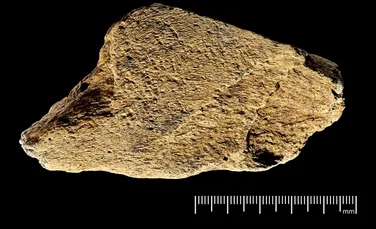 O unealtă preistorică din os de elefant este cea mai veche descoperită vreodată în Europa