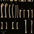 O specie unică în lume a fost descoperită pe insule din Oceanul Pacific