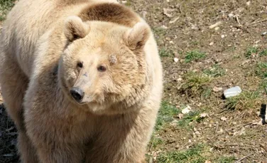 Ursoaica Masha a pășit pentru prima dată în iarbă la sanctuarul de la Zărnești