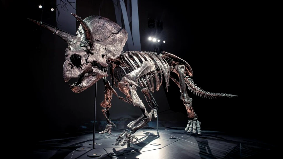 Un set aproape complet de fosile ce aparțin speciei Triceratops Horridus a fost descoperit de cercetători
