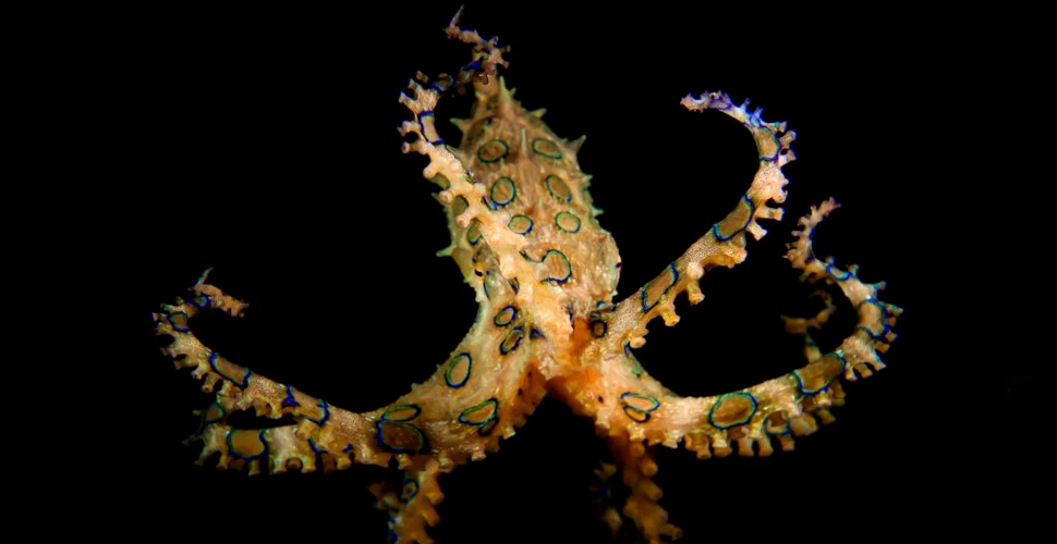 Primele dovezi clare care sugerează că și caracatițele pot simți durere, atât fizic cât și emoțional