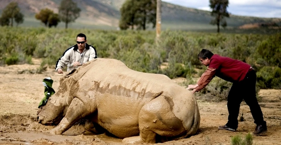 Africa de Sud ia în calcul tăierea coarnelor tuturor rinocerilor pentru a opri braconajul