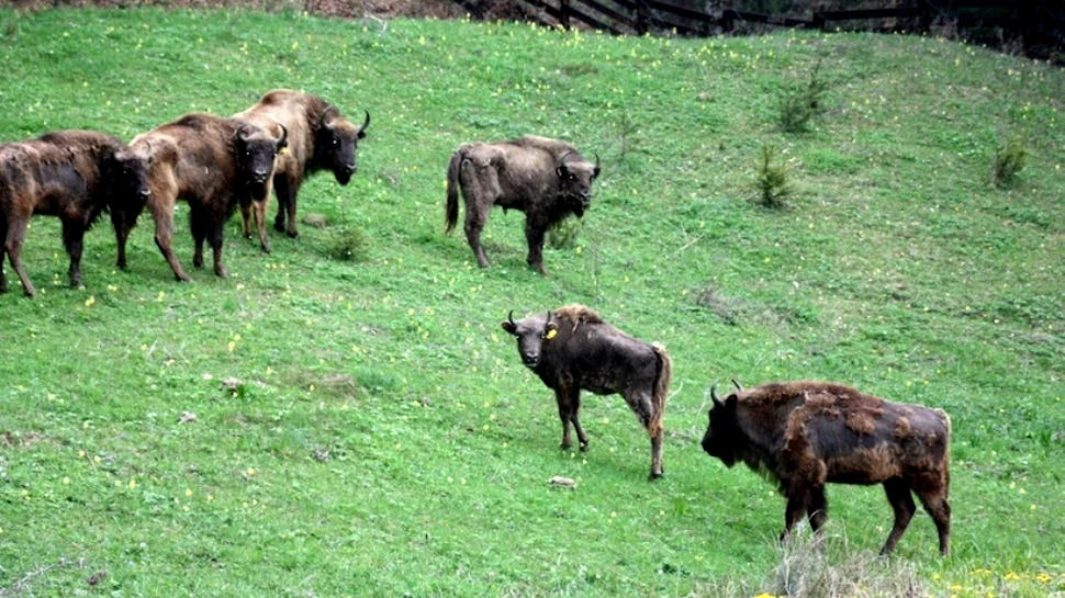 Zimbri ucişi de câinii sălbatici în munţii Ţarcului – VIDEO