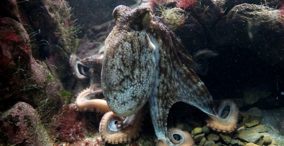 Prima fermă de caracatițe din lume îngrijorează oamenii de știință