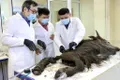 Cercetătorii vor să cloneze un bizon dezgropat din permafrostul siberian
