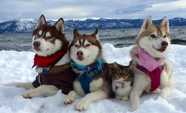 3 câini Husky au devenit cei mai buni prieteni cu o pisică pe care unul dintre ei a salvat-o de la moarte. FOTO+VIDEO