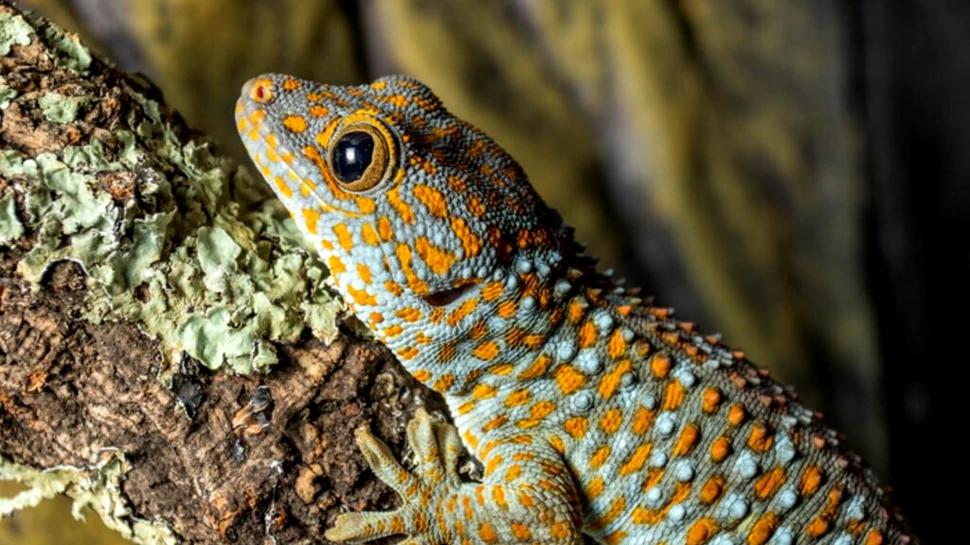 Șopârlele Gecko își recunosc propriul miros, arată noi experimente