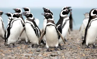 Test de cultură generală. Cum se deosebesc pinguinii între ei?