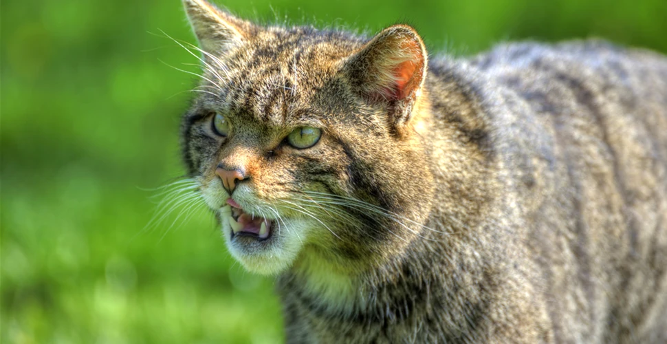 Pisica sălbatică: o umbră prin pădurile României
