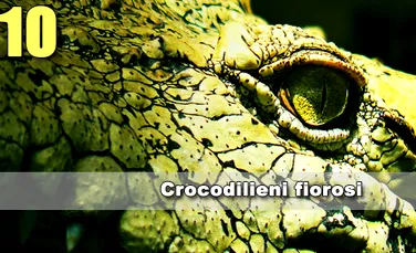 Top 10 Crocodilieni fiorosi