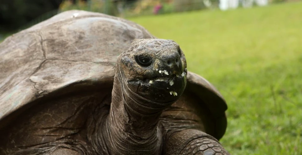 Cea mai bătrână țestoasă documentată vreodată încă se bucură din plin de viață