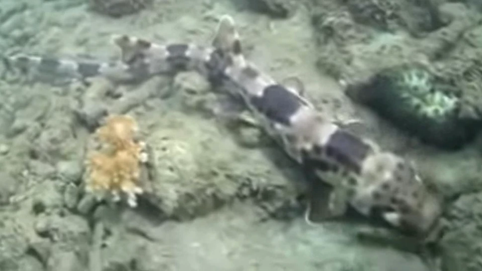 Patru noi specii de rechini, cu un stil bizar de a înota, contrariază cercetătorii care i-au descoperit – VIDEO