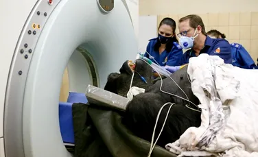 O gorilă de 210 kilograme a fost dusă cu elicopterul pentru o tomografie computerizată. Premiera a fost surprinsă în imagini