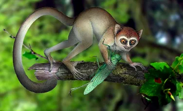 Descoperire crucială: un „văr” minuscul al maimuţelor şi al oamenilor este cea mai veche primată cunoscută