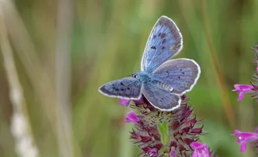 Oamenii de știință au aflat cum comunică omizile cu furnicile